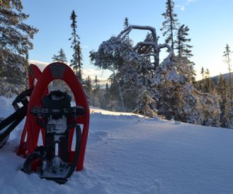Snöskovandring i Fulufjällets nationalpark på fjället och i urskog